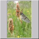 Ephemera danica - Eintagsfliege 04.jpg